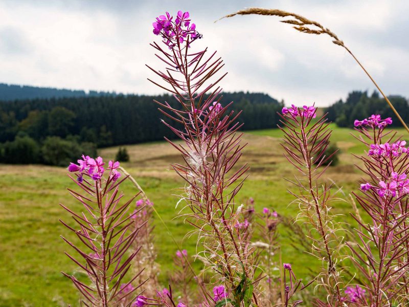 Hotel Kammweg Blumen