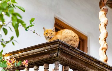 Landgasthotel Karner Katze